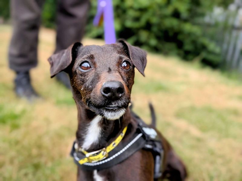 Jack Russell for adoption in Cardiff, Glamorgan – 7 years old - Image 8 of 9