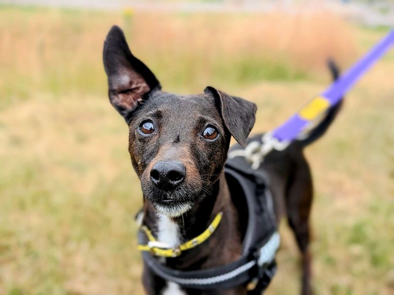 Jack Russell for adoption in Cardiff, Glamorgan – 7 years old - Image 5 of 9