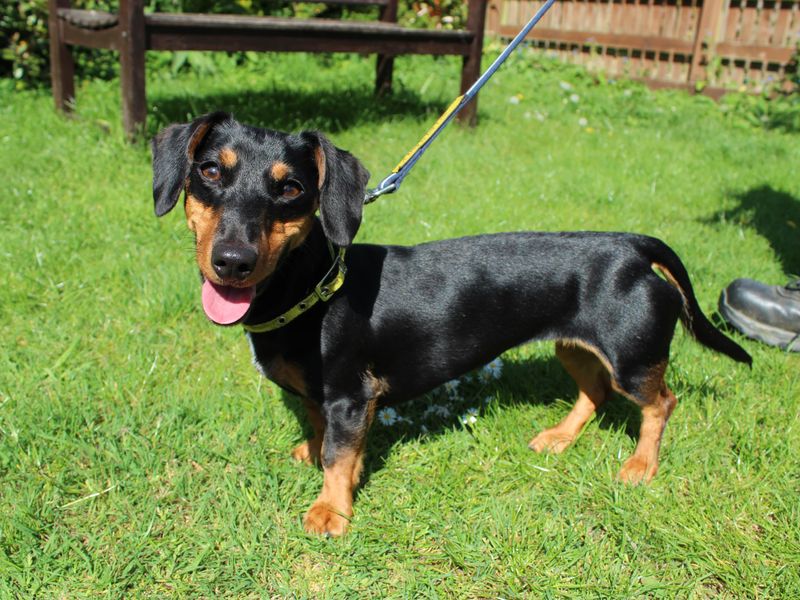 Jack Russell for adoption in Newbury, Berks – 1 year old - Image 4 of 4