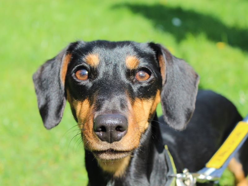 Jack Russell for adoption in Newbury, Berks – 1 year old - Image 2 of 4