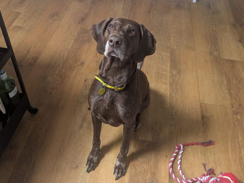 Luna for sale in Liverpool, Merseyside