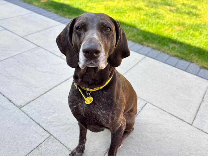 Luna | Pointer (German Shorthaired) | Merseyside (Liverpool) - 1