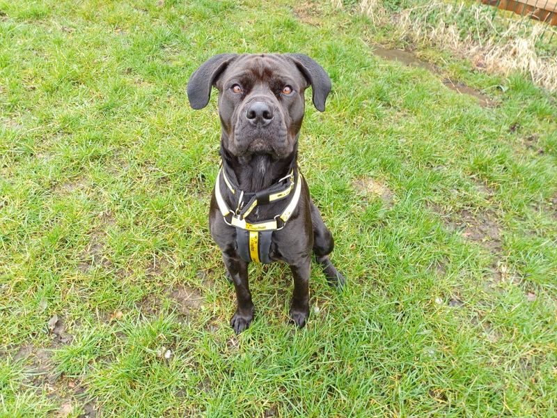 Buster for sale in West Calder, West Lothian | Image 4