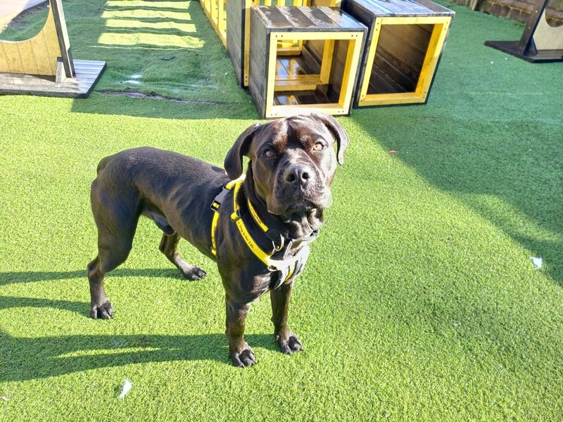 Buster for sale in West Calder, West Lothian | Image 3