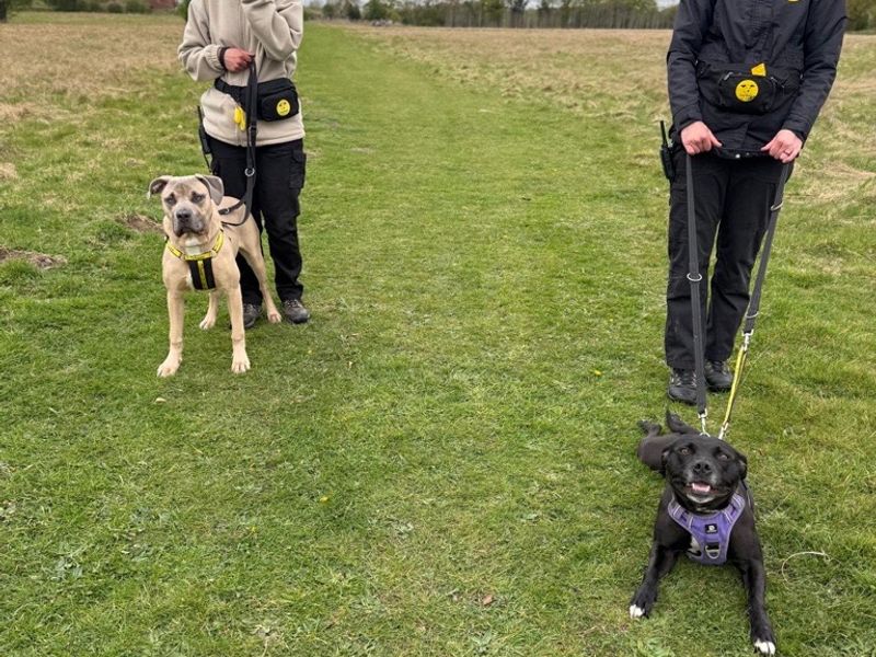 Luna for sale in Telford, Shropshire