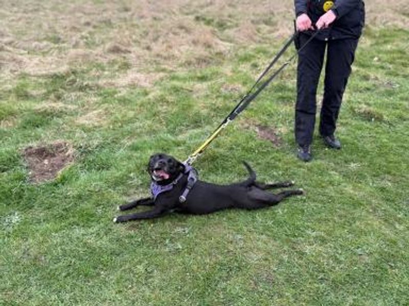 Luna | Terrier (Staffordshire Bull) Cross | Shrewsbury (Shropshire) - 1