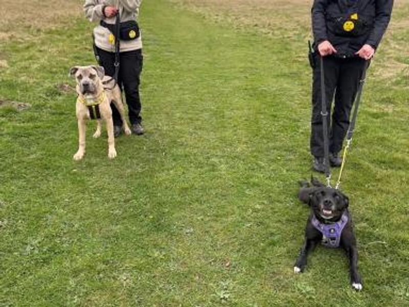 Luna | Terrier (Staffordshire Bull) Cross | Shrewsbury (Shropshire) - 1