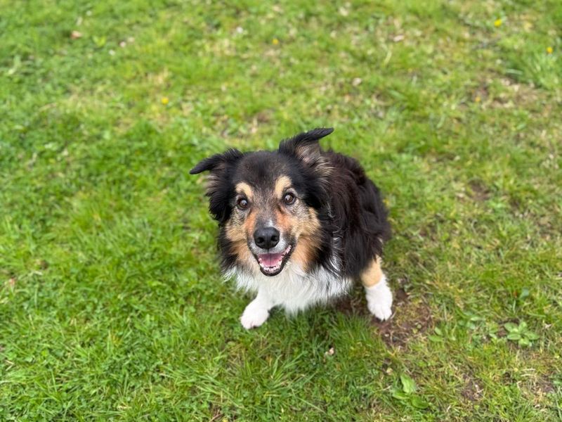 Border Collie for adoption in , – 9 years old