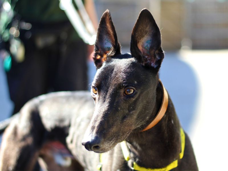 Greyhound for adoption in Manchester – 3 years old - Image 2 of 3