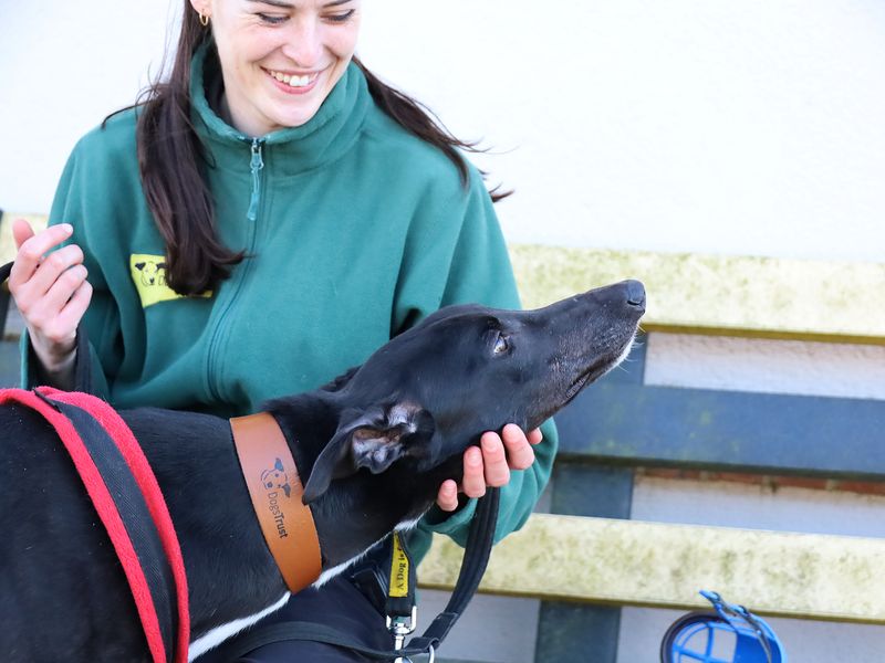 Greyhound for adoption in Leeds, West Yorkshire – 3 years old - Image 2 of 2