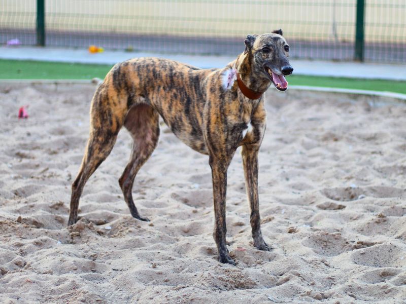 Greyhound for adoption in Manchester, Greater Manchester – 3 years old - Image 3 of 3