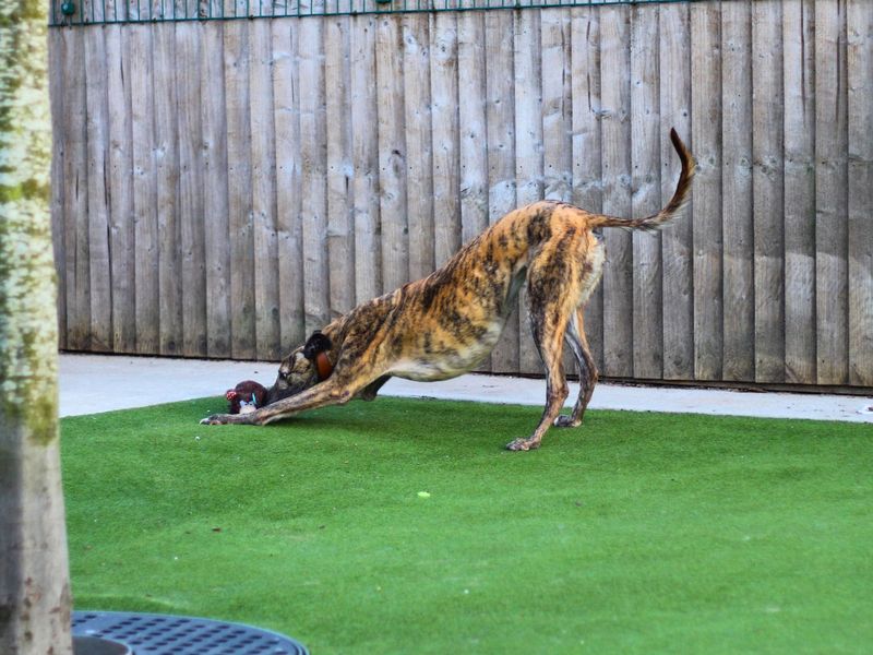 Greyhound for adoption in Manchester, Greater Manchester – 3 years old