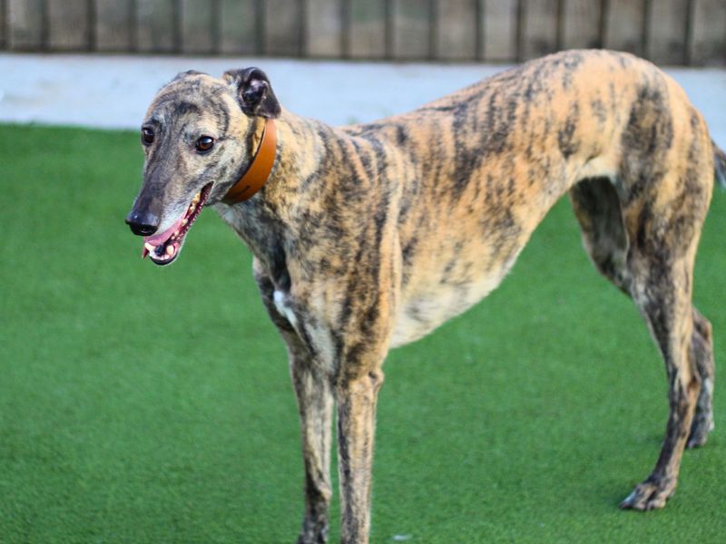 Greyhound for adoption in Manchester, Greater Manchester – 3 years old - Image 2 of 3
