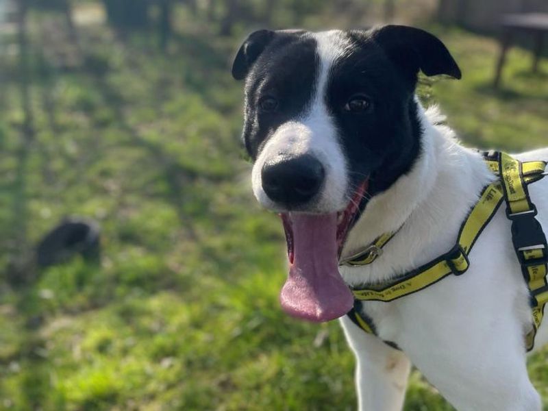 Jackson | Collie (Smooth) Cross | Shrewsbury (Shropshire) - 1