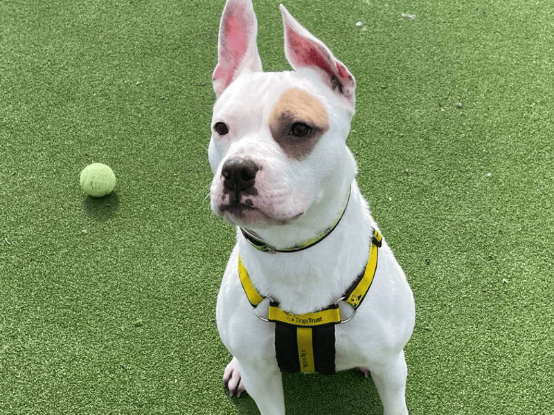 Ruby for sale in Telford, Shropshire