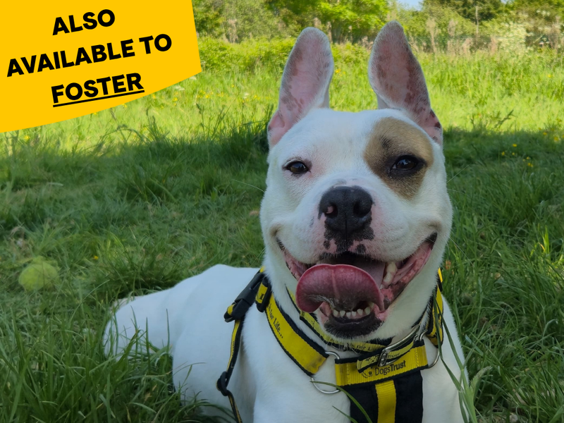 Ruby | Terrier (Staffordshire Bull) Cross | Shrewsbury (Shropshire) - 1
