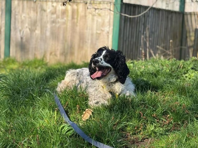 Winnie for sale in Telford, Shropshire | Image 3