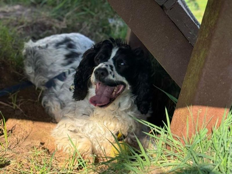 Winnie for sale in Telford, Shropshire | Image 2