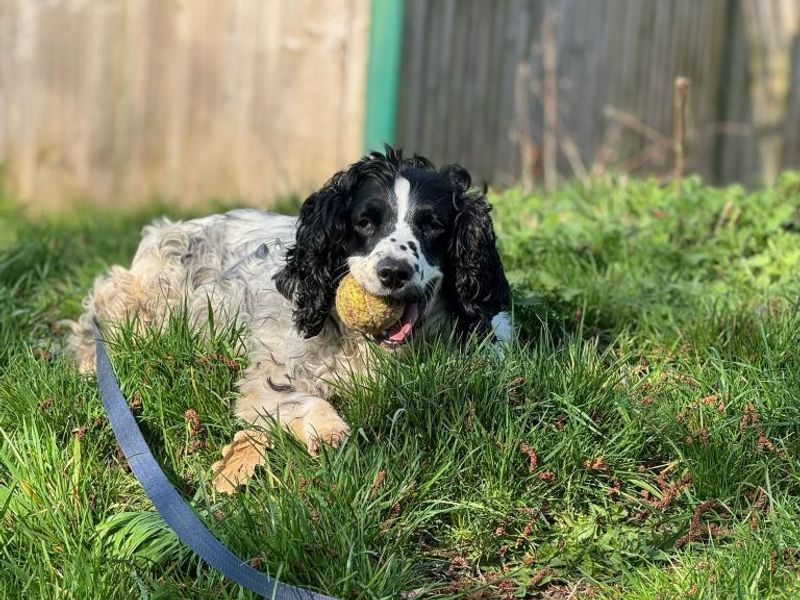 Winnie for sale in Telford, Shropshire