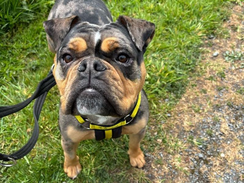 Lottie for sale in Telford, Shropshire