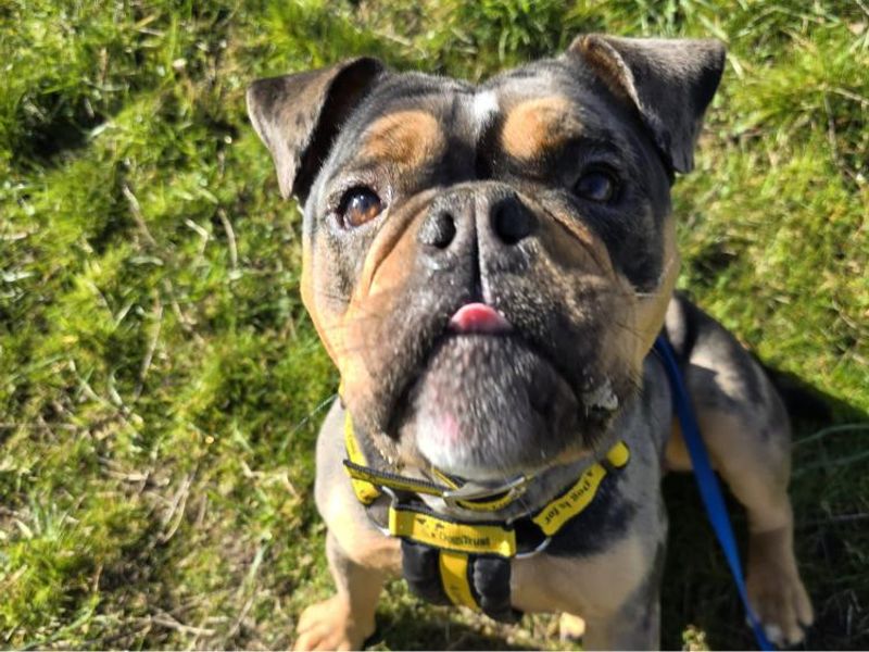 English Bulldog for adoption in Telford, Shropshire – 1 year old - Image 2 of 3