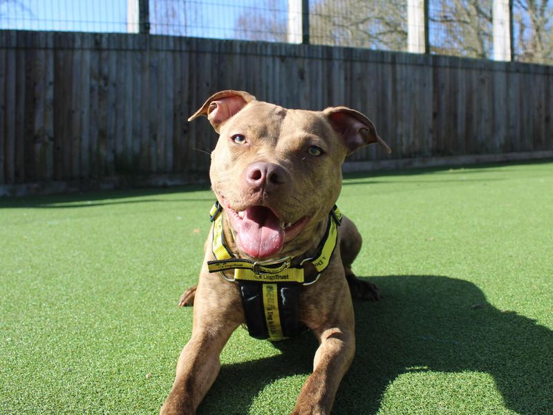 Staffordshire Bull Terrier for adoption in Glasgow, City of Glasgow – 1 year old - Image 3 of 3