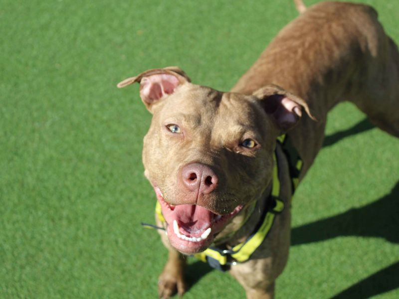 Staffordshire Bull Terrier for adoption in Glasgow, City of Glasgow – 1 year old - Image 2 of 3