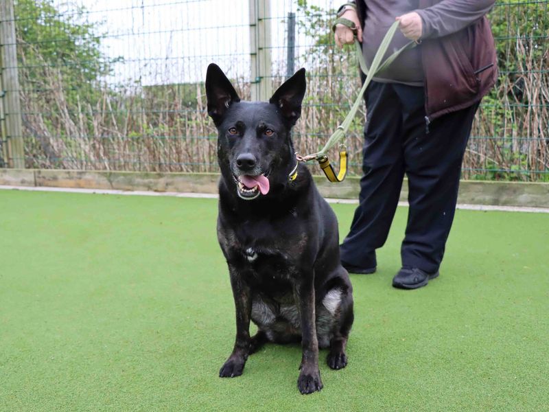 Kira for sale in Sadberge, Co Durham
