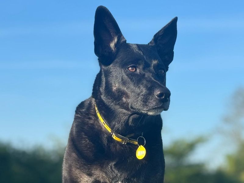 Kira | Terrier (Staffordshire Bull) Cross | Darlington - 1
