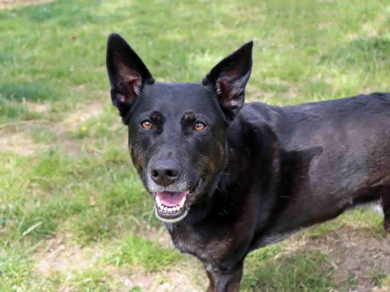Kira | Terrier (Staffordshire Bull) Cross | Darlington - 1