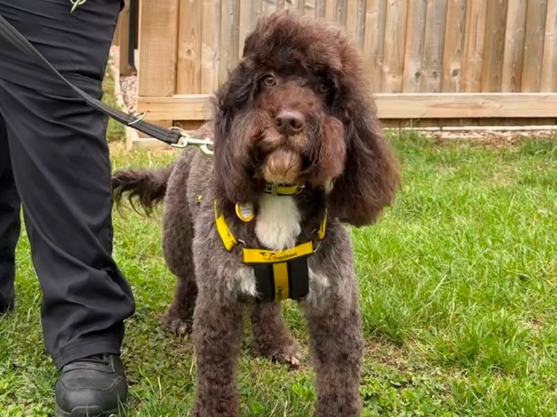 Poodle for adoption in Wymeswold, Leicestershire – 5 years old - Image 2 of 2