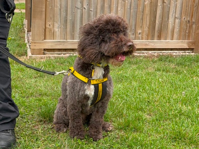 Poodle for adoption in Wymeswold, Leicestershire – 5 years old