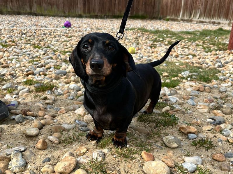 Dachshund for adoption in Chestfield, Kent – 9 years old - Image 3 of 4