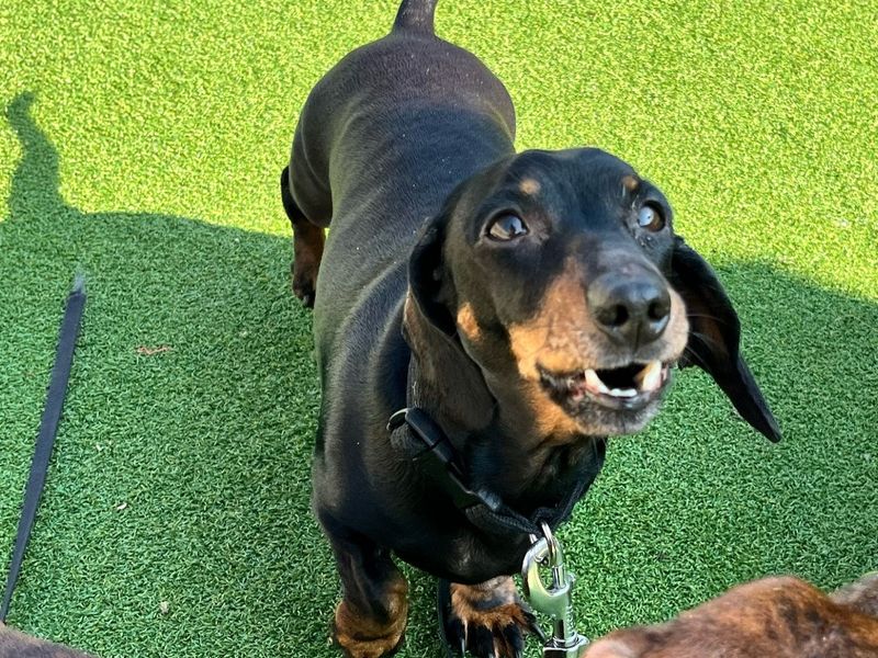 Dachshund for adoption in Chestfield, Kent – 9 years old - Image 2 of 4