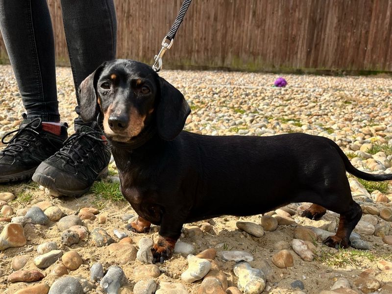 Dachshund for adoption in Chestfield, Kent – 9 years old - Image 4 of 4