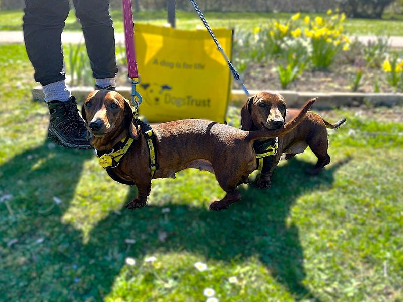 Dachshund for adoption in Chestfield, Kent – 2 years old - Image 2 of 2