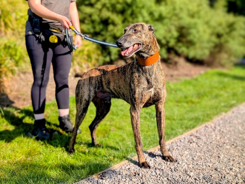 Rio | Lurcher | Cardiff - 1
