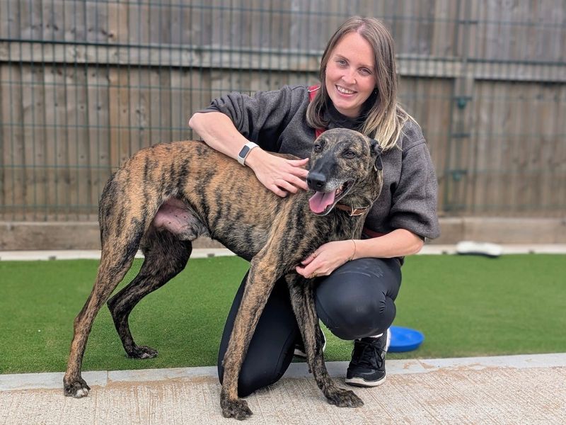 Rio | Lurcher | Cardiff - 1