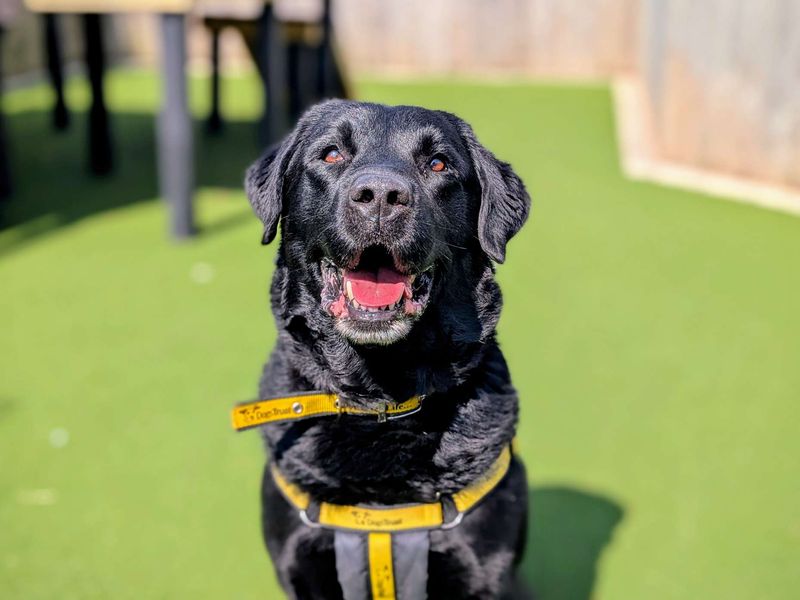 Koby | Retriever (Labrador) | Cardiff - 1