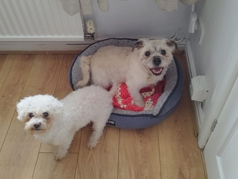 Pug for adoption in Liverpool, Merseyside – 14 years old - Image 3 of 4