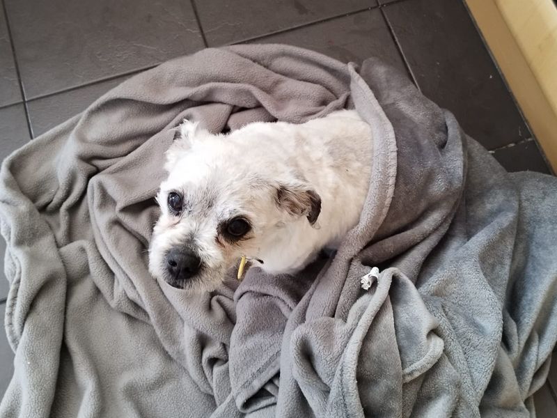 Pug for adoption in Liverpool, Merseyside – 14 years old