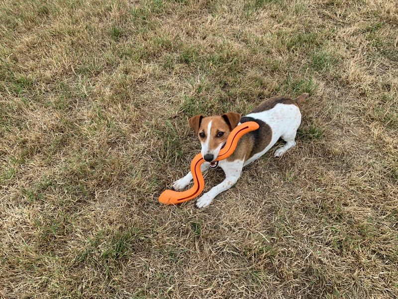 Fields | Terrier (Jack Russell) | Salisbury (Wiltshire) - 1