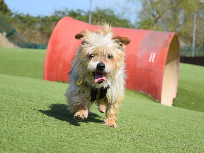 Yorkshire Terrier for adoption in Uxbridge, London – 5 years old - Image 2 of 2