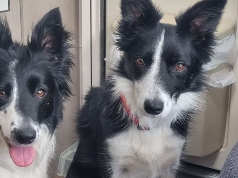 Border Collie for adoption in , – 8 years old - Image 2 of 2