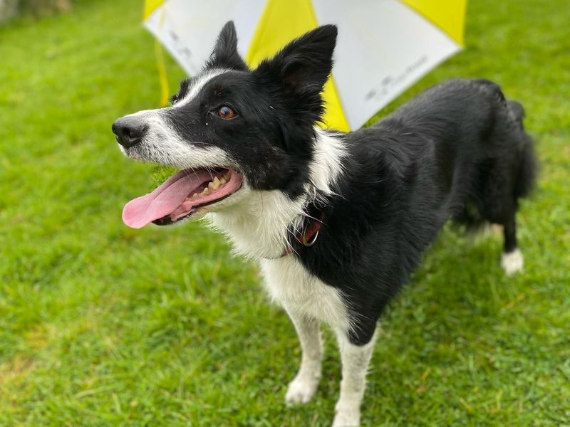 Border Collie for adoption in , – 8 years old
