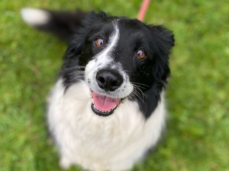 Border Collie for adoption in , – 7 years old