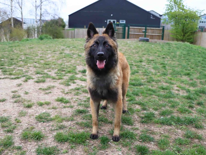 German Shepherd for adoption in Sadberge, Co Durham – 11 months old - Image 4 of 5