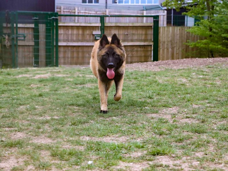 German Shepherd for adoption in Sadberge, Co Durham – 11 months old - Image 5 of 5
