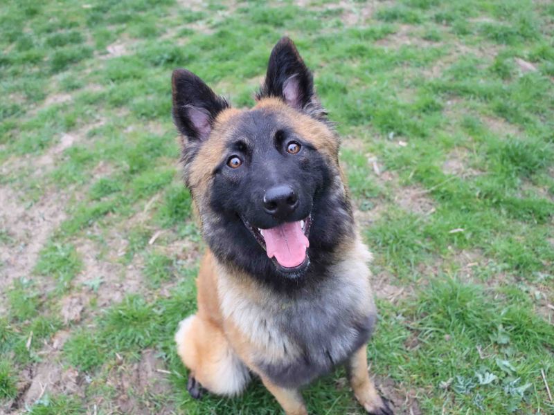 Molly for sale in Sadberge, Co Durham
