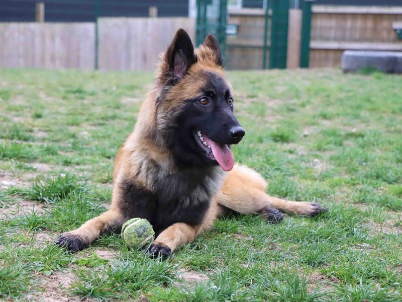 German Shepherd for adoption in Sadberge, Co Durham – 11 months old - Image 3 of 5